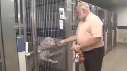 Miami-Dade officials remind pet owners to keep their furry friends safe from the heat as summer begins