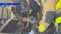 2 displaced, dog rescued after apartment fire in Fort Lauderdale